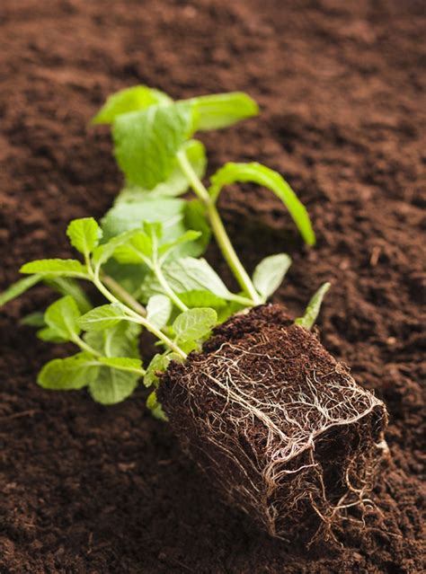 How Long Does Coco Coir Last Applications For Used Coco Coir