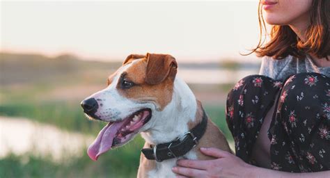 Qué Razas Son Los Mejores Perros De Apoyo Emocional