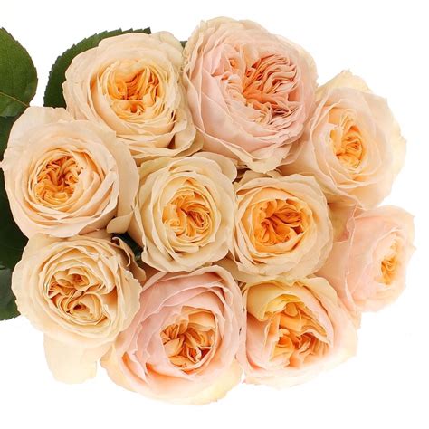 Rose Aprico Victoria Peach Gef Llt Cm Gartenrosen Gef Llt Heyl