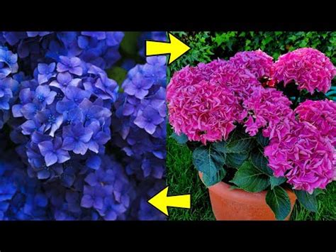 La Gu A Definitiva Para Podar Hortensias Y Mantenerlas En Ptimas