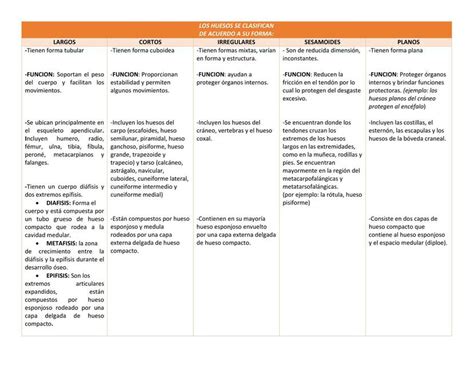 Clasificaci N De Los Huesos Denise Ortega Udocz