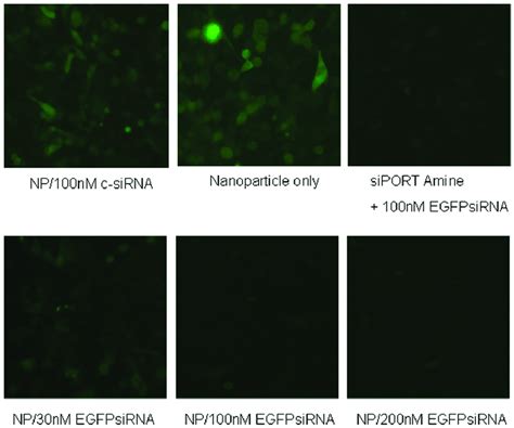 Effect Of Egfp Sirna Loaded Nanoparticles On Bhk Egfp Cells Was