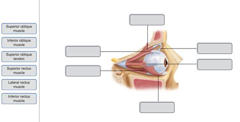 Solved Superior oblique muscle Inferior oblique muscle | Chegg.com