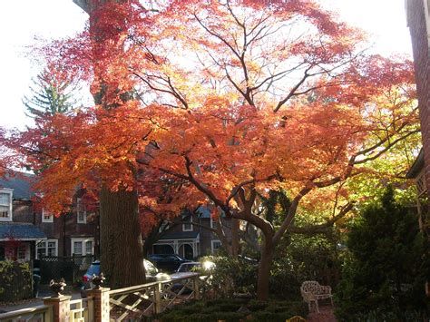 The Japanese Maple Tree – The Garden Lady