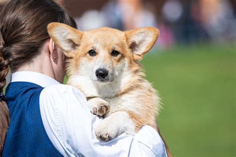 How to Discipline a Corgi Puppy: 10 Vet Approved Tips | Hepper