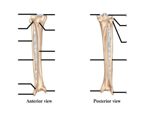 Bones tibia and fibula Quiz