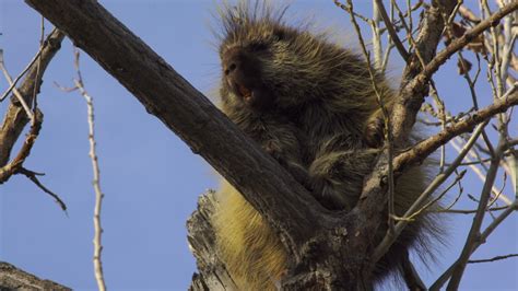 Porcupine Teeth Stock Video Footage - 4K and HD Video Clips | Shutterstock