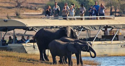 Chobe Wildlife Guide