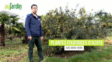 Les Plantes Fixatrices Azote En Engrais Verts Ou En D Coratives Pour