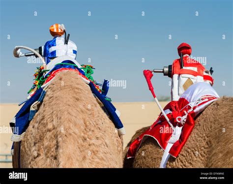 Remote controlled robot jockeys at camel racing at Dubai Camel Racing ...