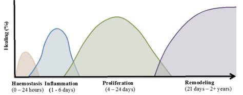 Wound Healing Process The Normal Tissue Repair Process Is Comprised Of