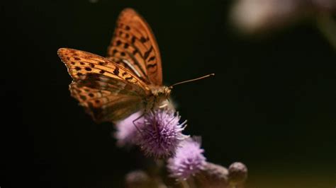 Yabani Ar Ve Kelebeklerin Do Ada Beslenme Tela Trt Haber Foto Galeri