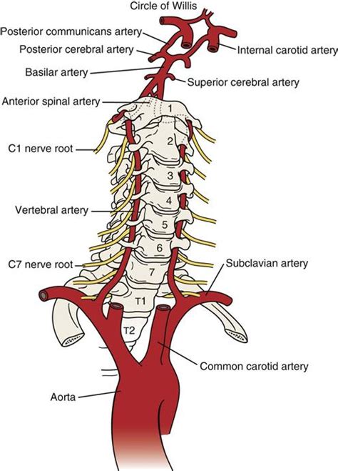 Vertebral Artery Pathway