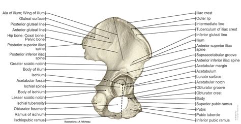 Pelvic Girdle Diagram Labeled