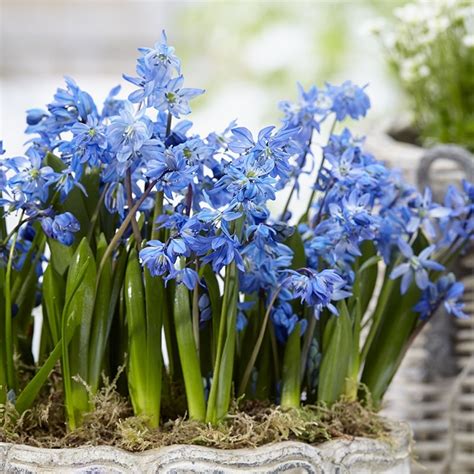 Siberian Squill Bulbs | Deer Resistant Spring Beauty