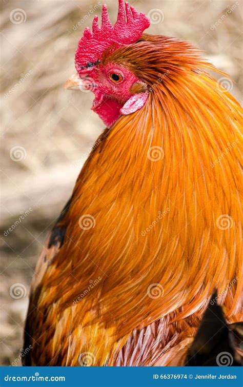 Golden Cockerel Chicken Rooster Head Profile Portrait Verti Stock Photo