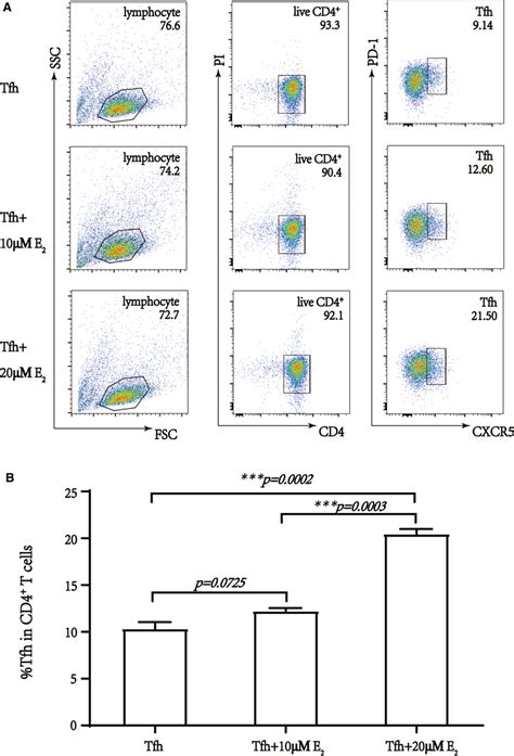 17β‐estradiol Induces Tfh Cells Differentiation In Vitro A The Flow Download Scientific