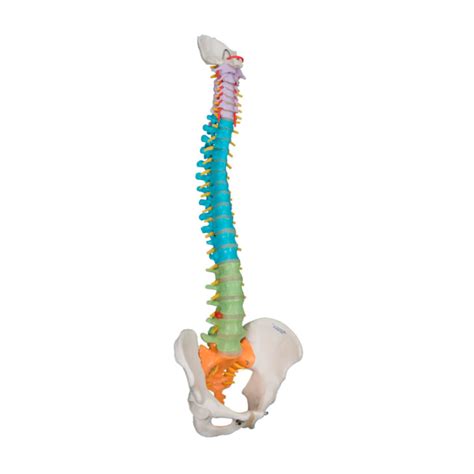 Maqueta Columna Vertebral con C Fémur Didáctica HM Medical