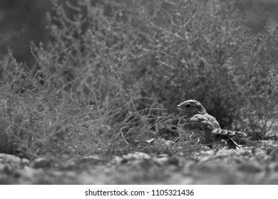 78 Egyptian nightjar Images, Stock Photos & Vectors | Shutterstock