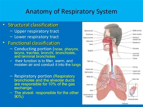 Upper Respiratory Tract Anatomy