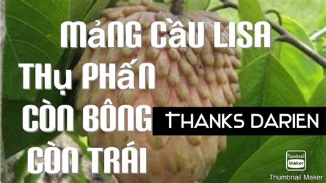 Nếu Mảng Cầu Lisa Của Bạn 0 Đậu Trái Thì Hảy Thụ Phấn Theo Cách Này