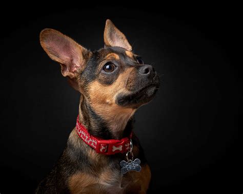 Pet And Dog Portrait Photographer The Portrait Company