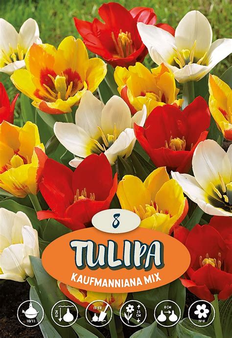 Kaufmanniana Tulpe Mix Kaufen Bei OBI