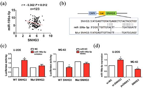 Snhg Acted As A Sponge Of Mir A P In Os Cells A Pearson