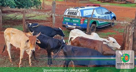 Polícia Militar recupera gado furtado em Itumbiara Goiás Polícia