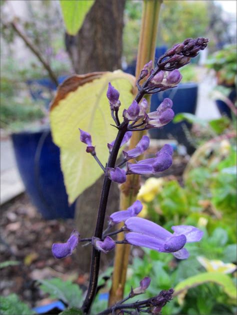 Mona Lavender Plectranthus – Sunnyvale-Garden