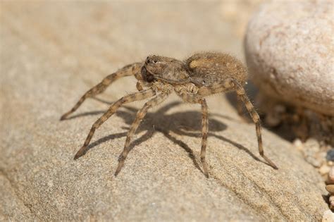 R F Arachnida Araneae Lycosidae Arctosa Sp