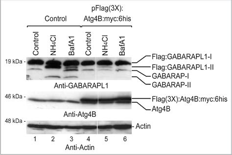 Figure 1 From Golgi Associated ATPase GABARAPL 1 GEC 1 Associates