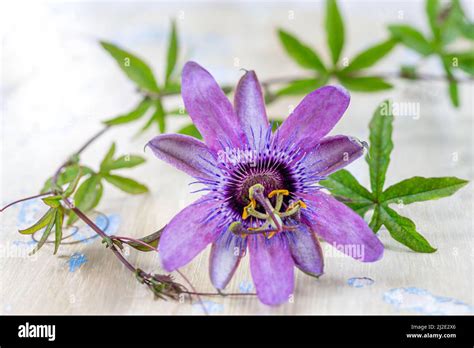 Pasiflora blanca fotografías e imágenes de alta resolución Alamy