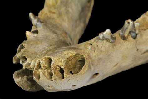 Fossil Juvenile Etruscan Wolf Canis Partial Mandible Belgium