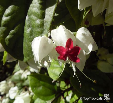 Clerodendrum thomsoniae, Bleeding heart, Glory bower, Clerodendron