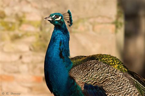 Fotosricardo H Pavo Real Iii Indian Peafowl Or Blue Peafowl Iii