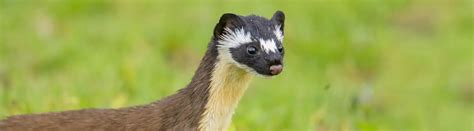 9 Wacky Weasel Facts About These Sly Hunters