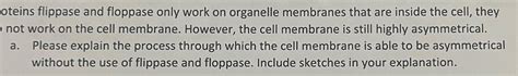 [ANSWERED] oteins flippase and floppase only work on organelle - Kunduz