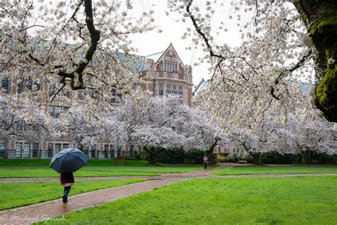 Cherry Blossoms University of Washington 2016 on Behance