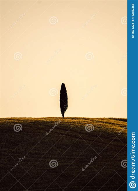 Tree Silhouette In Tuscany Italy During Sunset Taken In Summer 2022