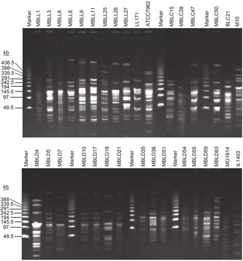 Pfge Patterns Of Smai Digested Genomic Dna Of L Lactis Strains