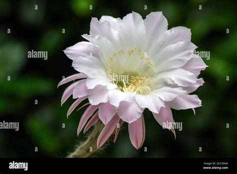 Bl Hender Kaktus Echinopsis Sp Wei Lich Rosa Blume Baden