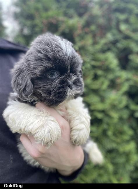 Shih Tzu Blue Gotowy Do Odbioru D Bica Olx Pl