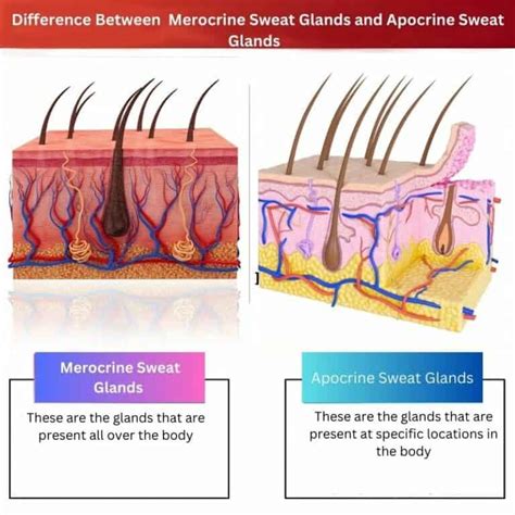 Kelenjar Keringat Merokrin Vs Apokrin Perbedaan Dan Perbandingan