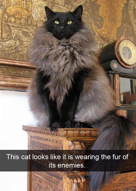 Heres 10 Funny Cat Snapchats Guaranteed To Make You Laugh