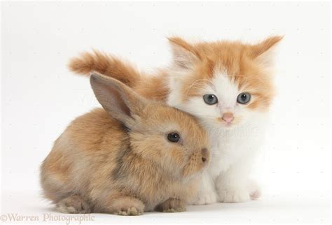 Kitten And Bunny Wallpapers 4k Hd Kitten And Bunny Backgrounds On Wallpaperbat