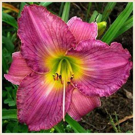 Daylily Plants Live Daylily Bulbs Bulk Professional Planting Garden