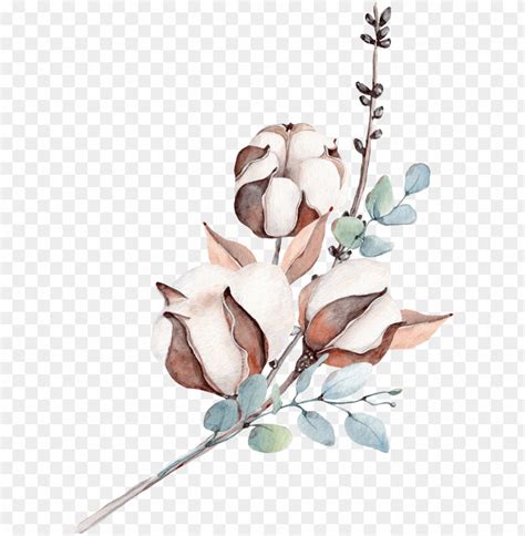 Free download HD PNG фотки botanical illustration watercolor cotton