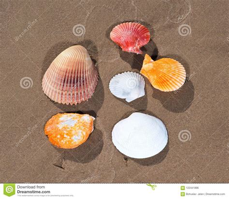 Scallop Shells Lying On Wet Sand On The Beach Pectinidae Stock Photo