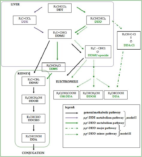 Models Of Ddt Metabolic Pathways Adapted From Gold And Brunk 1982 And